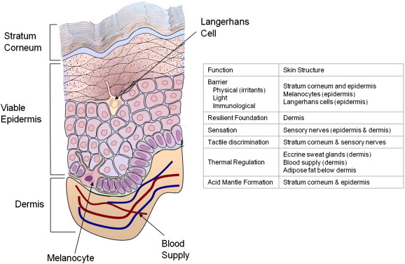 Newborn Skin-To-Skin Contact Physiology
